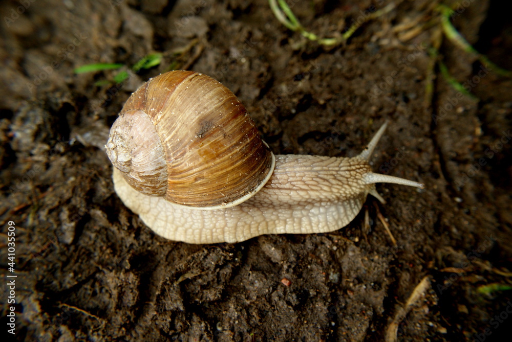 Ślimak winniczek Ślimak winniczek
