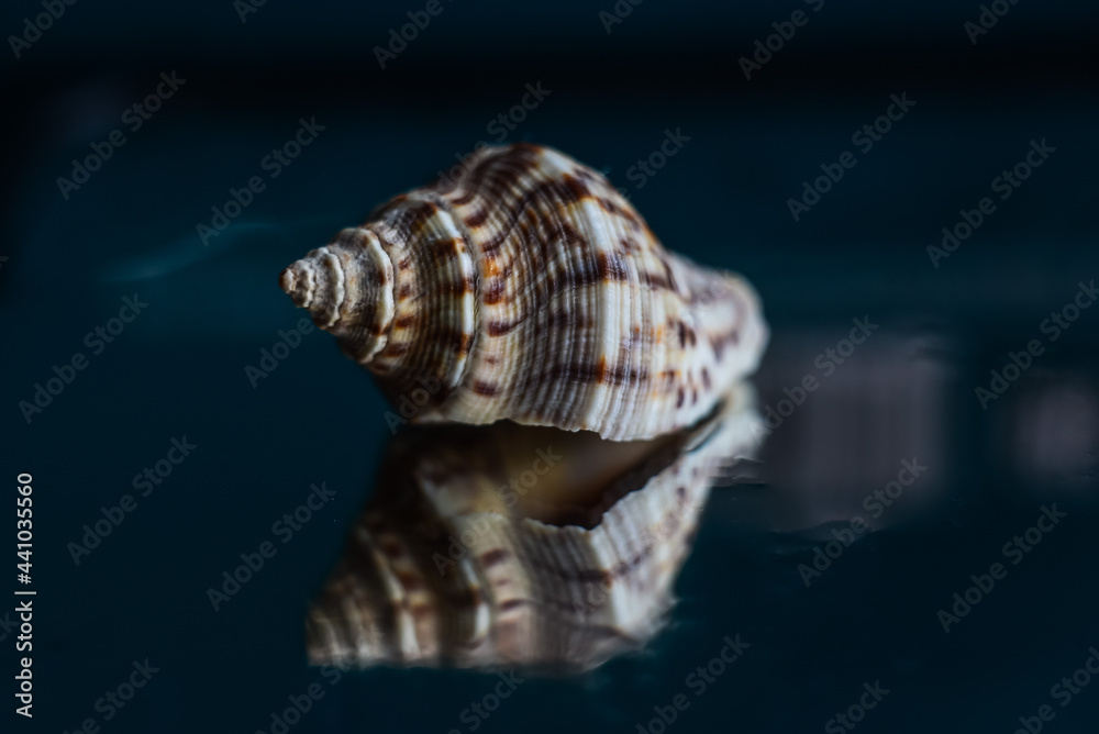 Macro Macro
