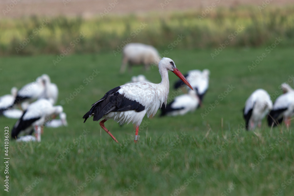 Fototapeta premium stork in the grass
