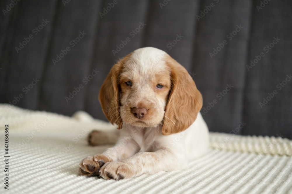 Russian spaniel red and white merle blue eyes puppy dog lying on couch