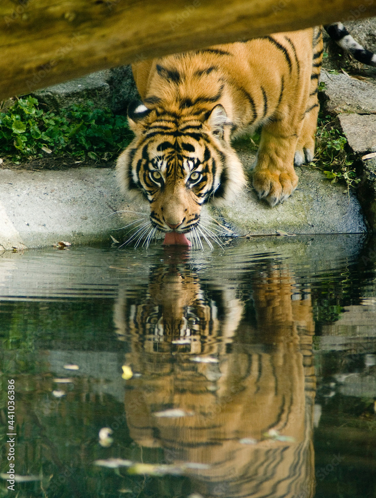 Tygrys pijący wodę - obrazy, fototapety, plakaty 