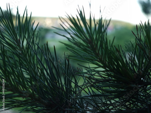 pine tree branches