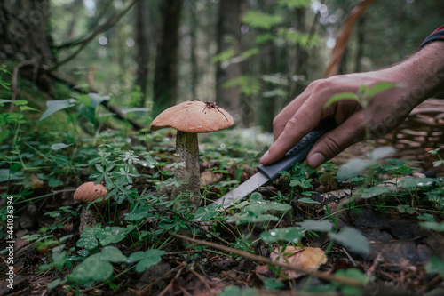 A man's hand with a knife carefully cuts a mushroom off the ground.