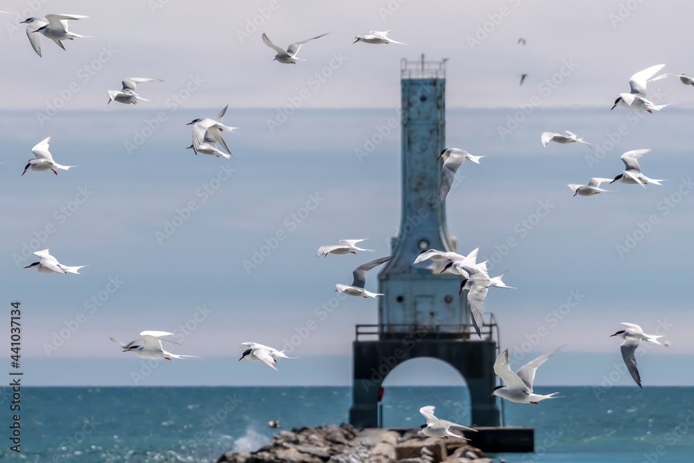 Lighthouse with flying seagulls Lighthouse with flying seagulls