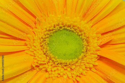 Macro shot of a yellow flower. Close up photography of a flower with water drops   .