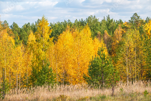 Trees with orange, green and yellow leaves in the autumn forest.