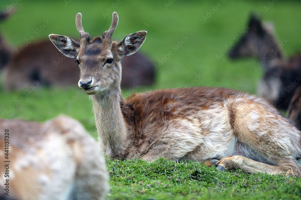 The sika deer (Cervus nippon) also known as the spotted deer or the Japanese deer, a young male lying on the green grass.