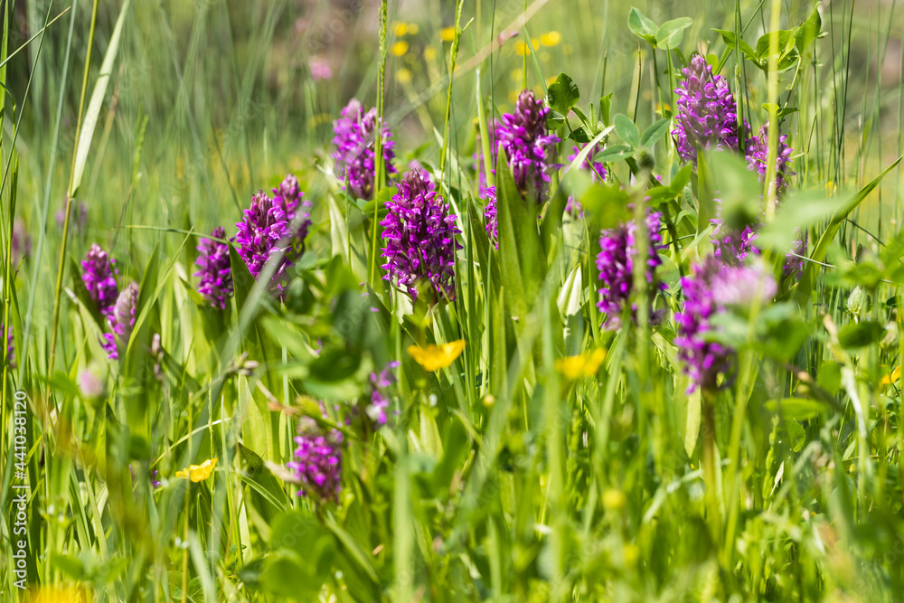 Purple orchid flowers Orchid - Orchis on a green field. The background is beautiful bokeh. Purple orchid flowers Orchid - Orchis on a green field. The background is beautiful bokeh.