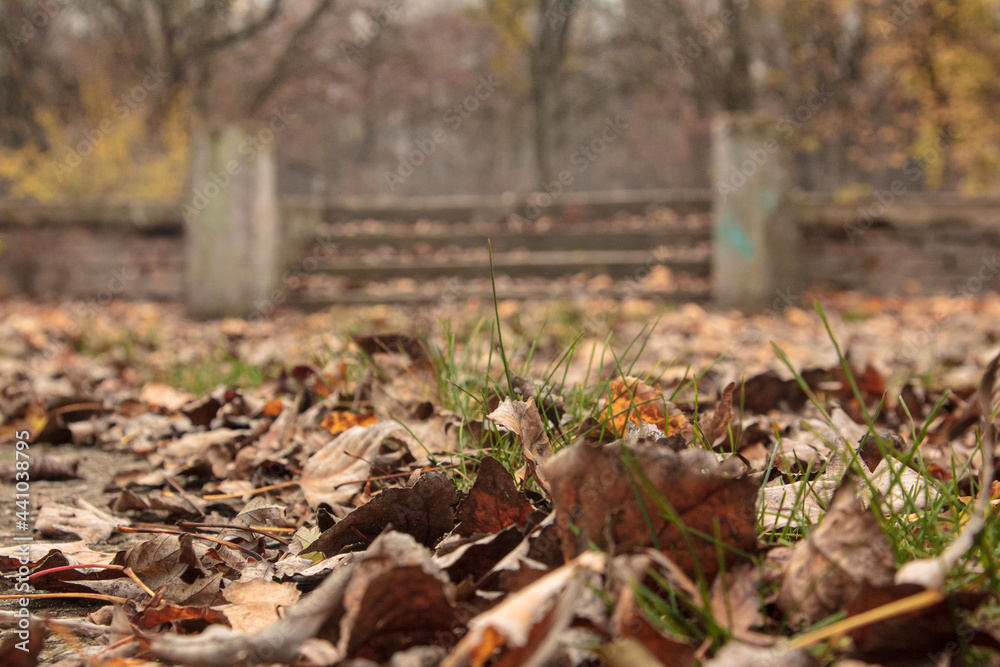 Yellow leaves fallen from the trees lie on the ground Yellow leaves fallen from the trees lie on the ground