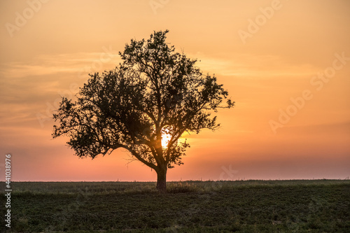 Obstbaum bei Sonnenuntergang