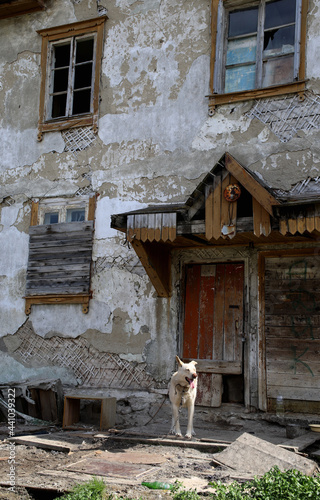 a dog on a chain at an abandoned dilapidated house  © albert