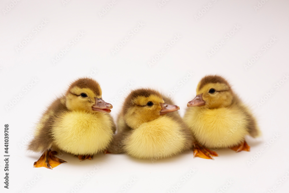 three small ducklings