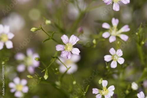 Annual gypsophila, Gypsophila muralis