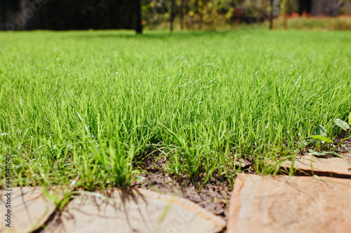 beautiful young lawn, excellent grass background photo