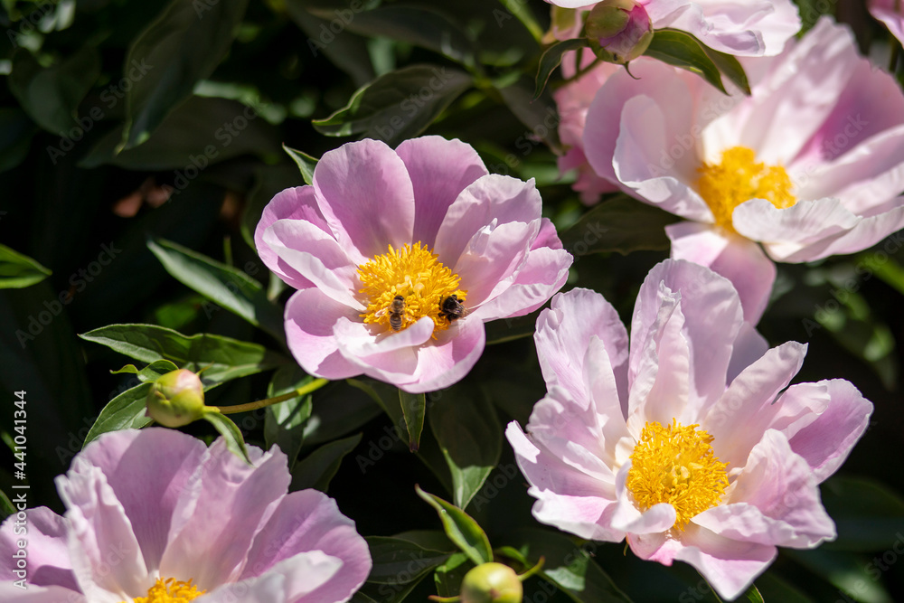 Obraz premium flowers