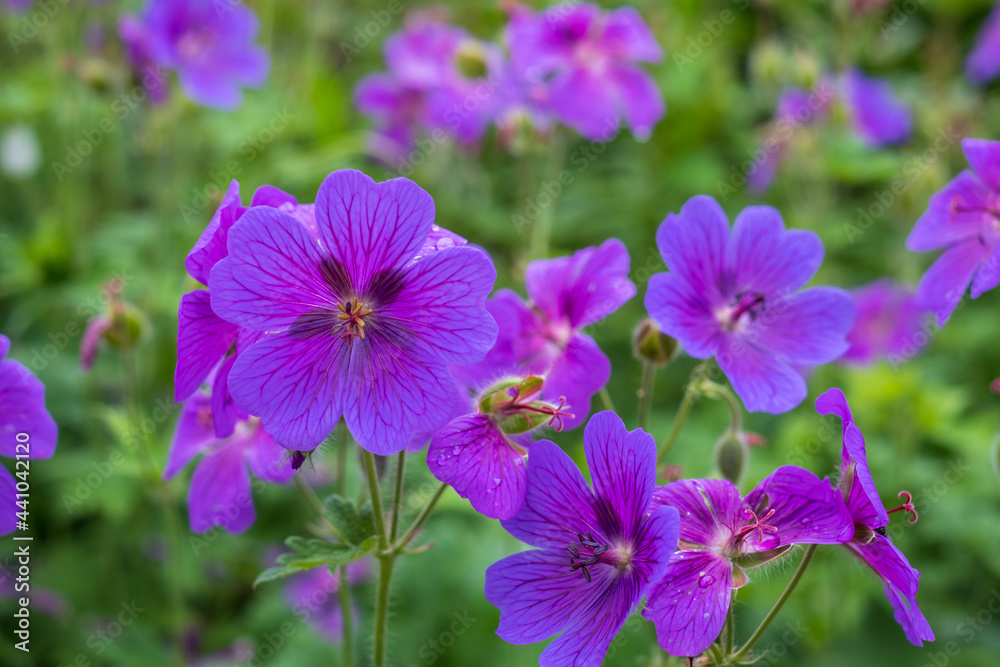 Purple hardy cranesbill wild geranium by name of Geranium x Magnificum, photographed in a mixed herbaceous border in an English cottage garden in the month of June. Purple hardy cranesbill wild geranium by name of Geranium x Magnificum, photographed in a mixed herbaceous border in an English cottage garden in the month of June.