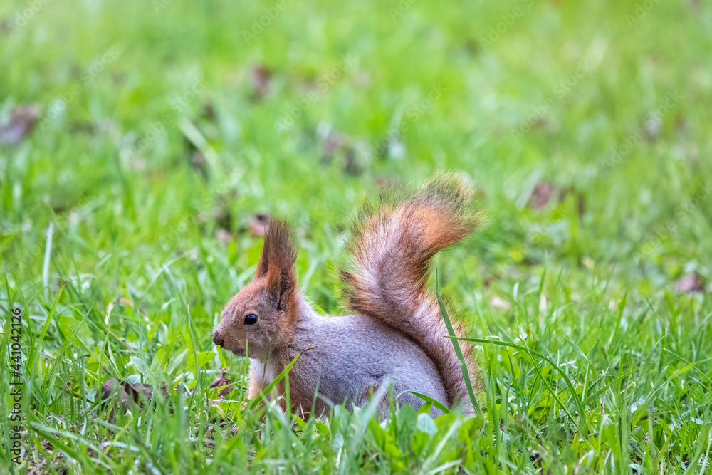 Squirrel sitting in green grass. Eurasian Red squirrel sitting in grass against bright green background Squirrel sitting in green grass. Eurasian Red squirrel sitting in grass against bright green background