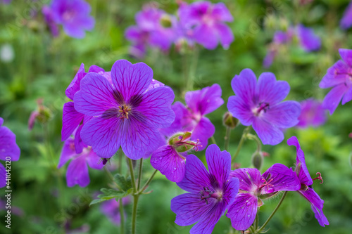 Purple hardy cranesbill wild geranium by name of Geranium x Magnificum, photographed in a mixed herbaceous border in an English cottage garden in the month of June.