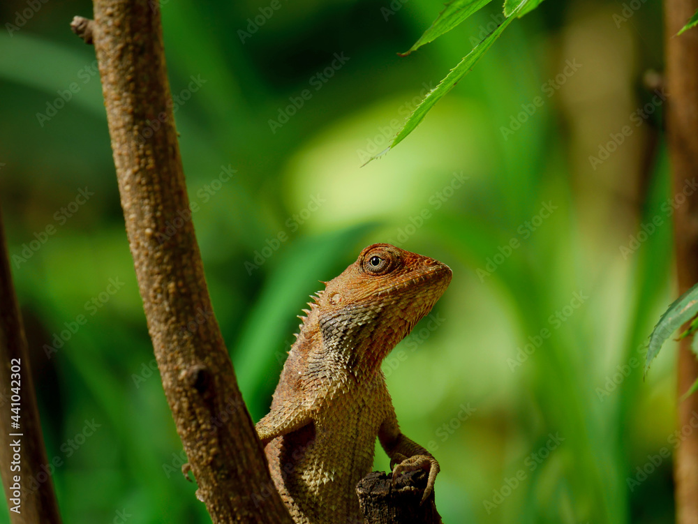 Close up Indian brown Chameleon creature resting on tree branch. A wild lizards sitting macro view. Close up Indian brown Chameleon creature resting on tree branch. A wild lizards sitting macro view.
