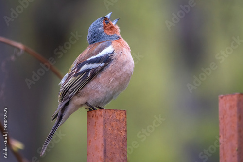 Common chaffinch, Fringilla coelebs, sits on an iron fence in spring on green background. Common chaffinch in wildlife.