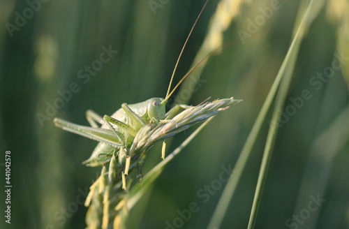 Green grasshopper on a background of green grass photo