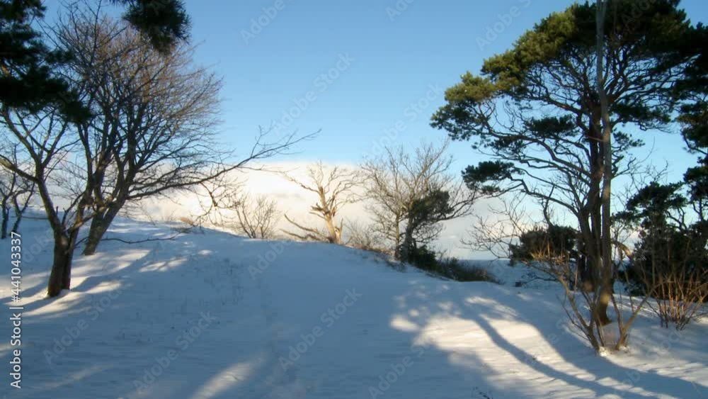 New snow in a forest with blue sky background New snow in a forest with blue sky background