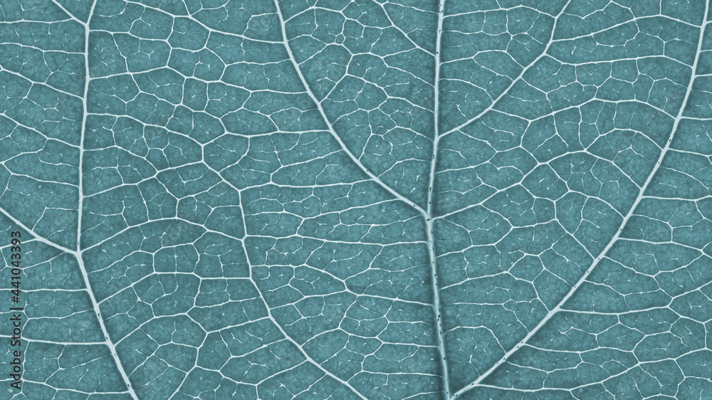 Obraz premium Leaf of fruit tree close-up. Light gray tinted mosaic pattern of a net of veins and plant cells. Abstract monochrome pale blue background on a floral theme. Summer wallpaper. Macro