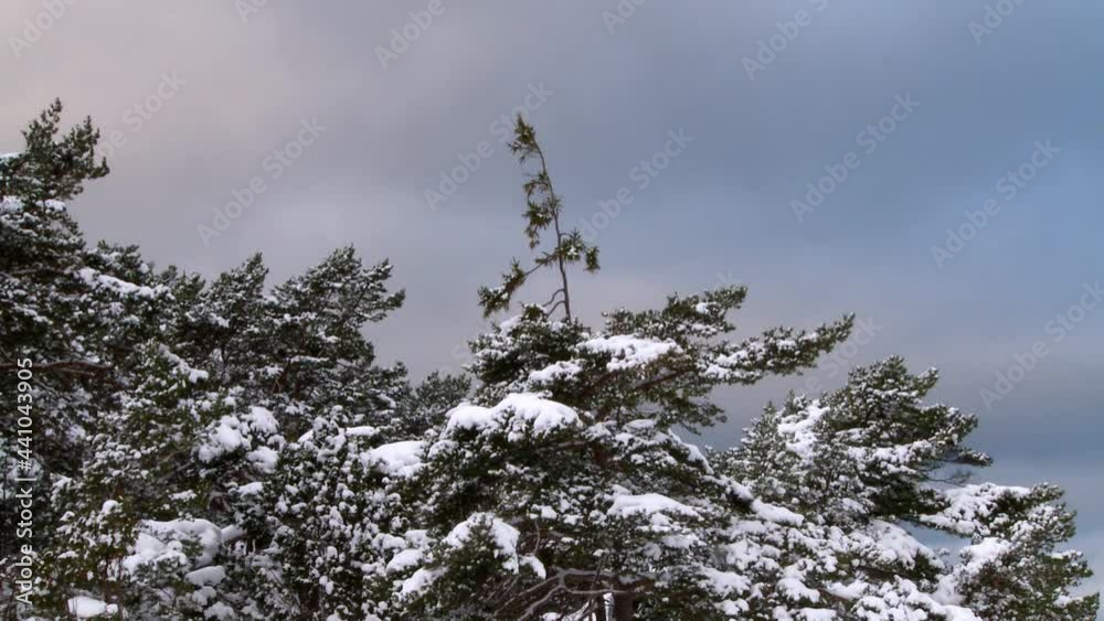 snow coverd pine trees with a cloudy sky in the background snow coverd pine trees with a cloudy sky in the background