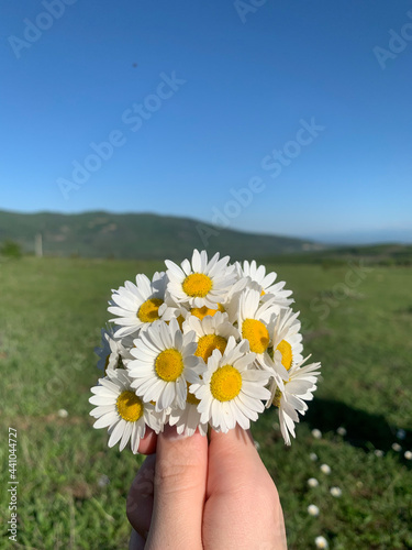 daisies in the hands