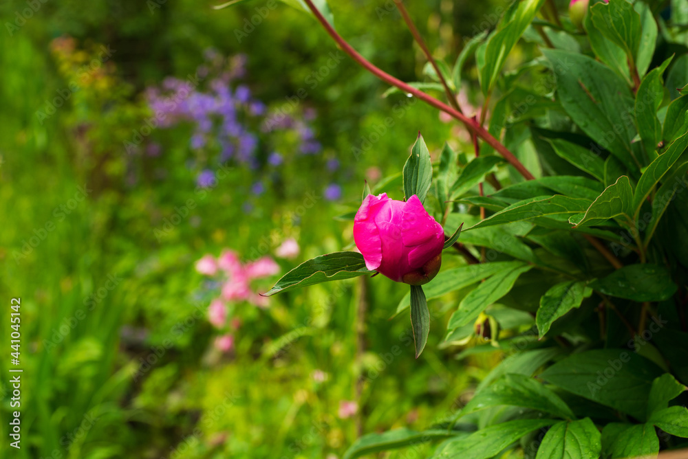 Bud of a red peony on a flower bed
