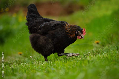 Marans hen isolated on white hen in nature background photo