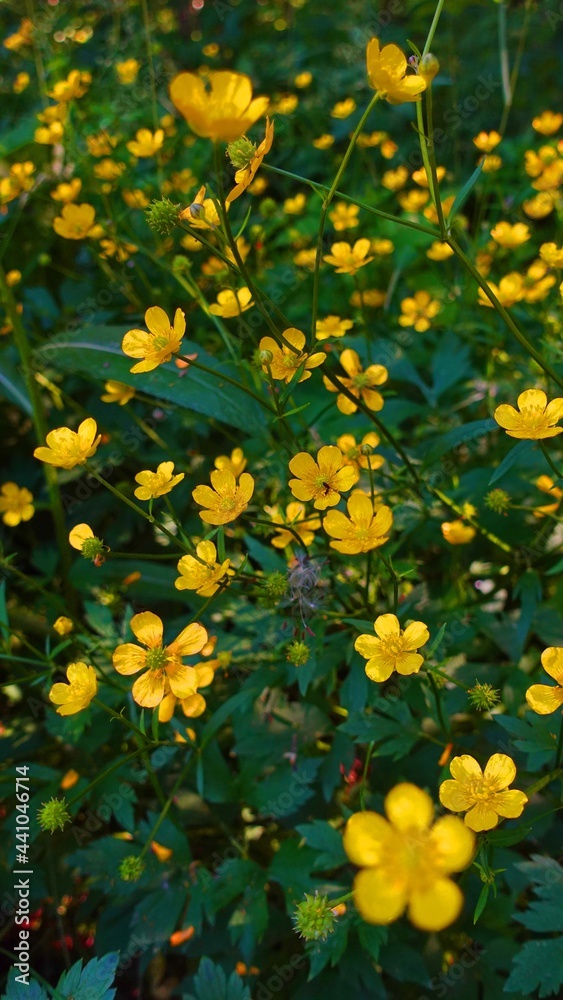 Background with celandine. Yellow flowers in forest. Green herbal flora.