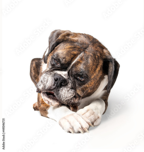 Dog with dental chew bone in mouth. Front view of happy female boxer dog with treat stick between front paws while chewing on it. Concept for dental health treats for dogs. Selective focus. © Petra Richli