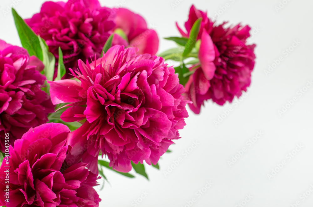 Bouquet of beautiful red-pink peonies on a white background with place for text