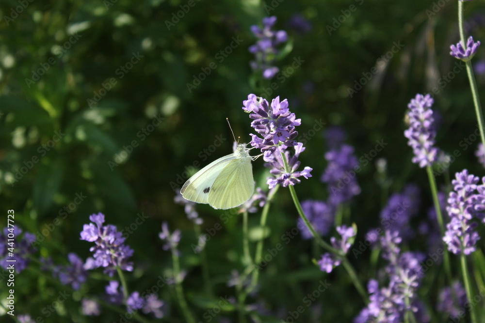 butterfly on lavender
