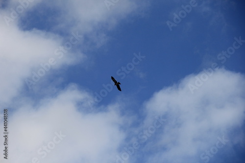 青空で滑空飛行している猛禽類