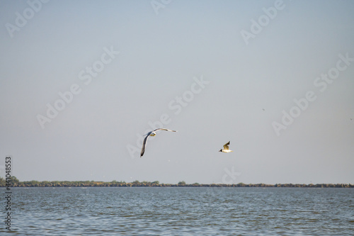Pelican flying at Donau Delta on a sunny day