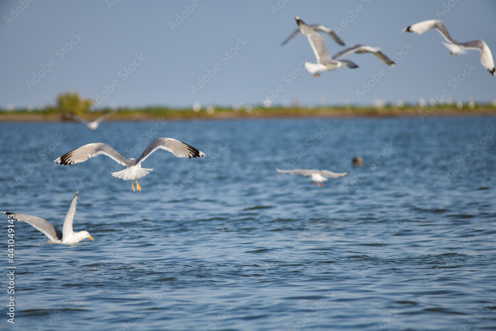 Obraz premium Pelican flying at Donau Delta on a sunny day