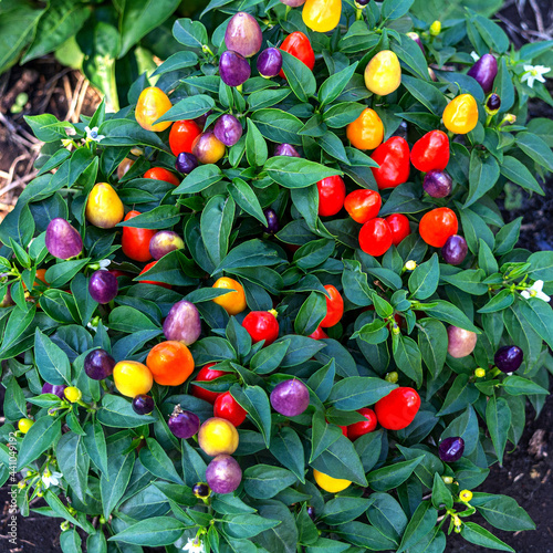 Capsicum Annuum plant. Multicolor Chili Peppers. Beautiful ornamental peppers.