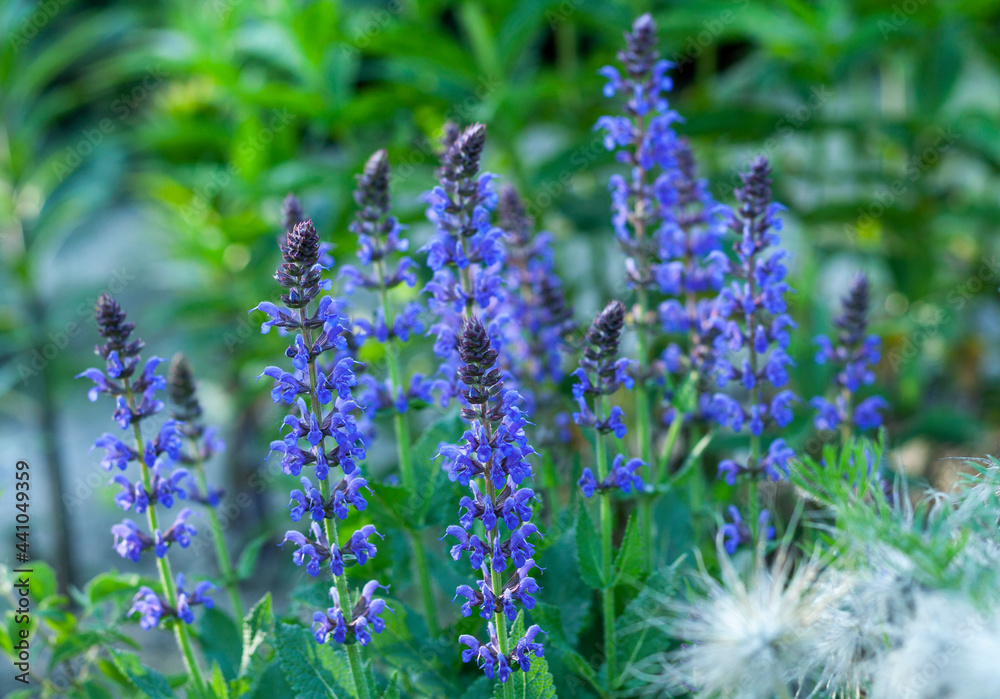 Sage in the garden
