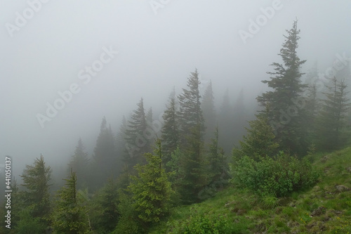 Rainy eather in the forest, Carpathians, Romania, Europe