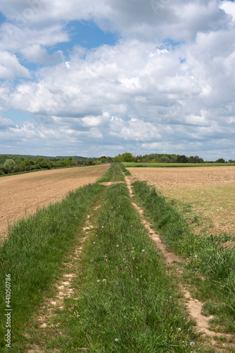 a dirt road between fields in springtime