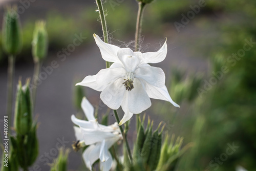 Fototapeta Naklejka Na Ścianę i Meble -  the white flower head of a columbine