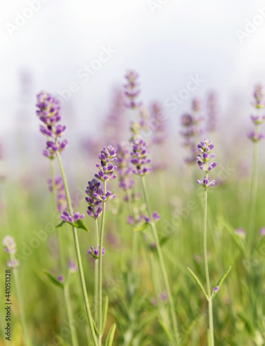 Background of lavender flowers