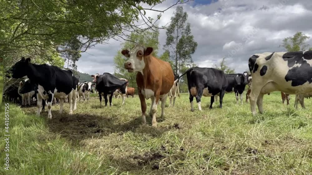 The life of cows on the farm