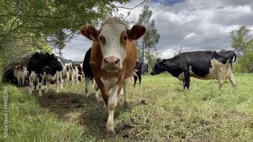 The life of cows on the farm