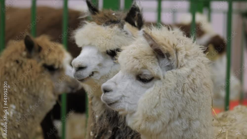 Group of alpacas looking around at agricultural animal exhibition, trade show - close up. Farming, family, agriculture industry, livestock and animal husbandry concept Group of alpacas looking around at agricultural animal exhibition, trade show - close up. Farming, family, agriculture industry, livestock and animal husbandry concept