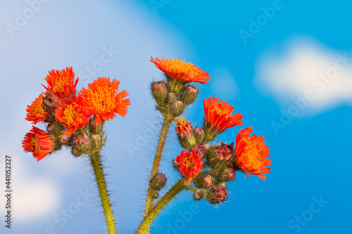 Orange hawkweed blooms and buds on blue sky background. Pilosella aurantiaca or Hieracium aurantiacum. Beautiful detail of ornamental plant with clusters of flowers arranged on green hairy stems. Eco. photo