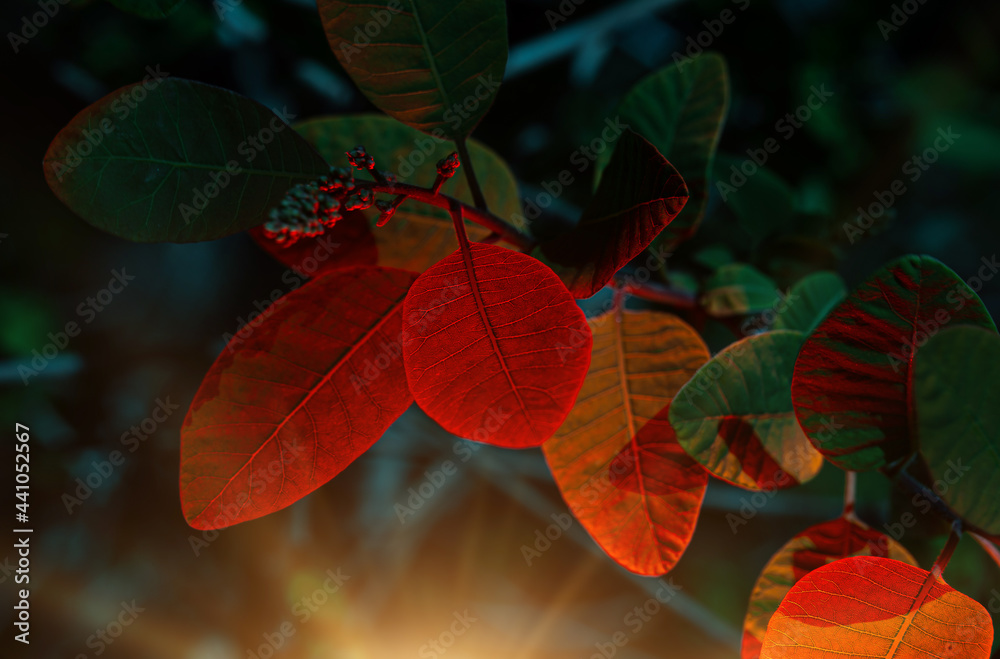 different leaves and flowers of plants in summer and autumn, texture for background different leaves and flowers of plants in summer and autumn, texture for background
