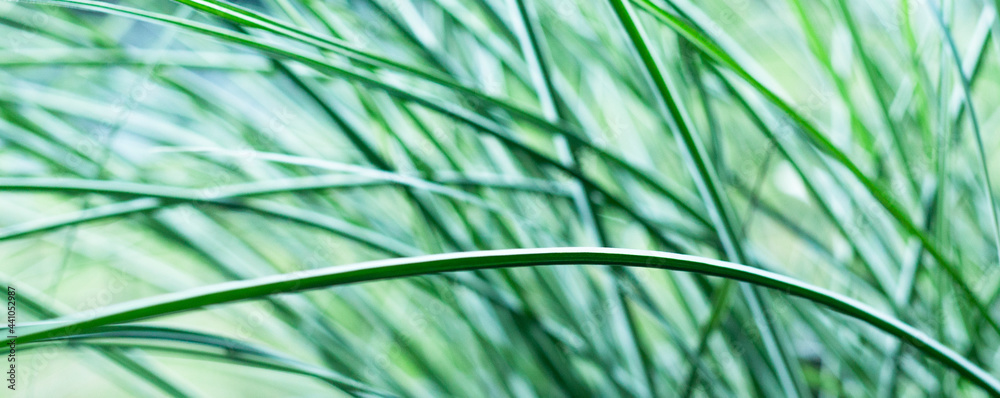 Green grass background